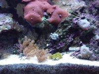 unhappy zoas in context.JPG