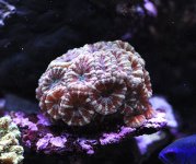 Acans_Close_3.jpg