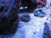 Reef 039.jpg