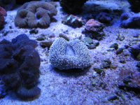 Reef 042.jpg