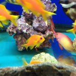 african lyretail anthias.jpg