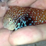 leopard wrasse.jpg