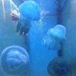 jellyfish.jpg