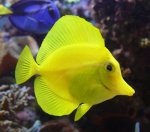 yellow-tang-1.jpg