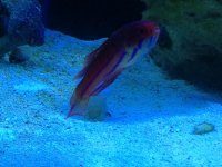 wrasse.jpg