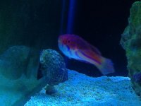 wrasse1.jpg