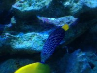 wrasse2.jpg