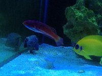 wrasse3.jpg