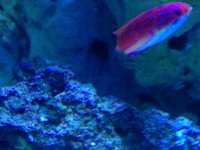 wrasse4.jpg