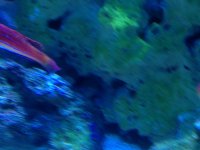 wrasse8.jpg