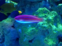 wrasse9.jpg