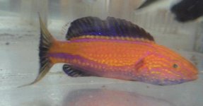 crescent tail wrasse.jpg