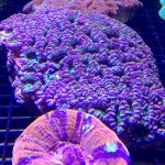 rainbow acan.jpg