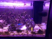 ImageUploadedByReefs1367504265.852748.jpg