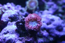 AAAAAA ACAN BLASTO 011.jpg