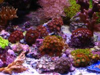 zoanthids groupshot.jpg