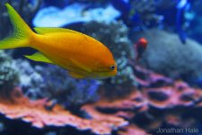 anthias.jpg