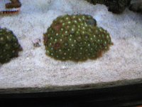 Tank - Corals - Fish - shrimps & crabs 006_800x600.JPG