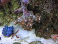 Tank - Corals - Fish - shrimps & crabs 011_800x600.JPG