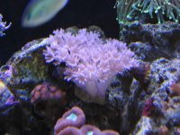 Tank - Corals - Fish - shrimps & crabs 017_800x600.JPG