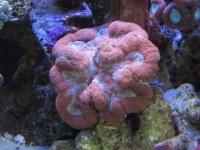 Tank - Corals - Fish - shrimps & crabs 022_800x600.JPG