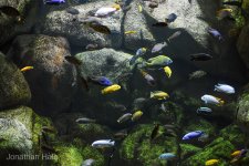 africam chiclids.jpg