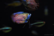 gourami.jpg