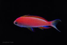 anthias side view.jpg