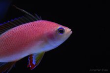 anthias 100.jpg