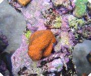 orange encrusting sps.jpg