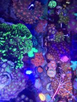 coral 4.jpg