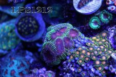 151769d1401232099-some-my-gems-large-polyp-stony-have-large-soft-polyps-corals-img_6902.jpeg