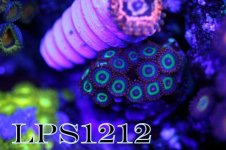 152217d1401408116-some-my-gems-large-polyp-stony-have-large-soft-polyps-corals-img_6957.jpeg