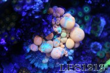 152219d1401408119-some-my-gems-large-polyp-stony-have-large-soft-polyps-corals-img_6899.jpeg