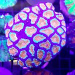 acan.jpg