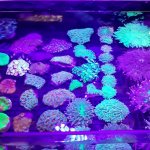 corals 2.jpg