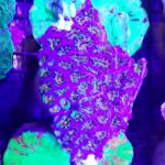 rainbow acan.jpg