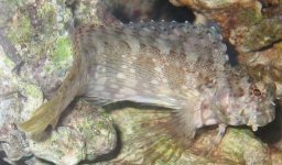 Blenny Sick 002a.jpg