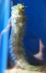 Blenny Sick 008a.jpg