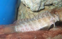 Blenny Sick 001a.jpg