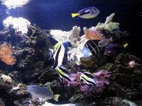 aquarium 248.jpg