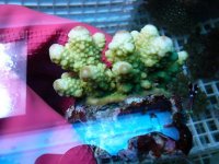 Green Acropora.JPG