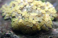 yellow_zoas2.jpg