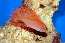 anthias1.jpg