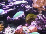 Chromis1.jpg