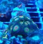 rasta zoa.jpg