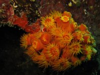 orange_cup_coral_04.jpg