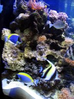 aquarium 251.jpg