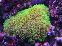 Star Polyps 1-07.JPG