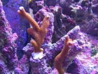 Coral 2.JPG